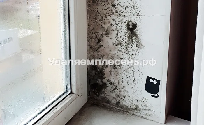 Удаление плесени на&nbsp;откосах
