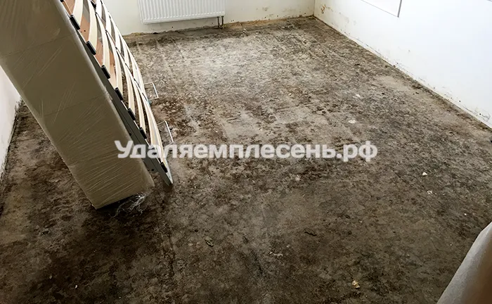 Удаление плесени на&nbsp;полу
