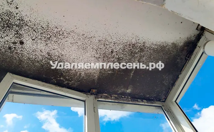 Удаление плесени на&nbsp;потолке балкона&nbsp;/&nbsp;лоджии