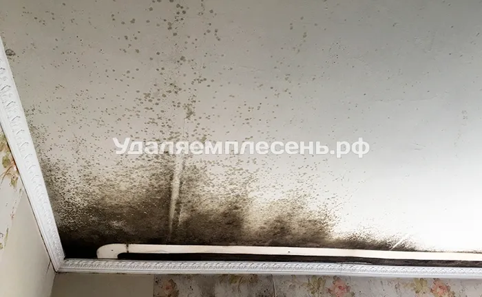 Удаление плесени на&nbsp;потолке