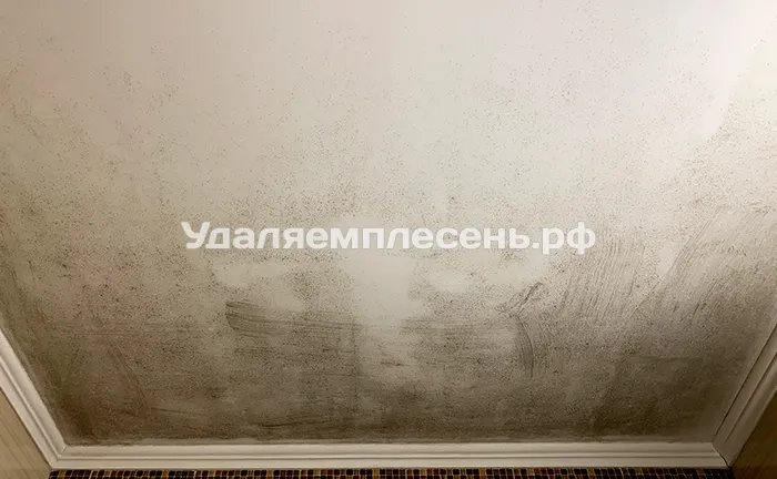 Удаление плесени на&nbsp;потолке в&nbsp;ванной