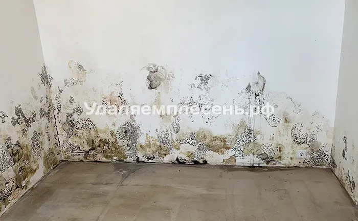 Удаление плесени на&nbsp;стенах